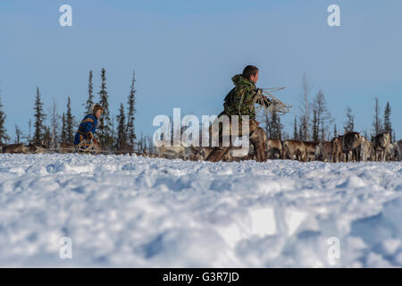 Trapping Hirsch mit Arcana. Lager der Rentierzüchter der Yamal Tundra. Stockfoto