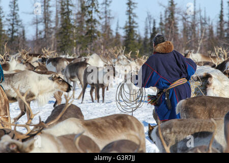 Trapping Hirsch mit Arcana. Lager der Rentierzüchter der Yamal Tundra. Stockfoto