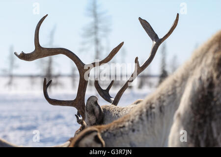 Rentier in Yamal Tundra. Horn, close-up. Stockfoto