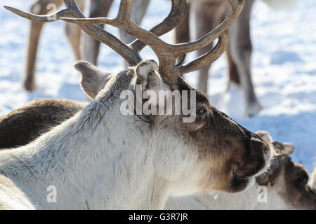 Rentier in Yamal Tundra. . Nahaufnahme des Kopfes. Stockfoto