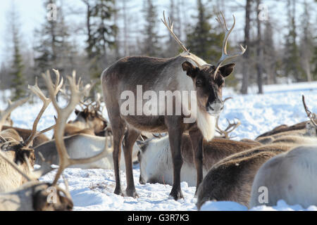 Rentiere in der Herde. Jamal Tundra. Stockfoto