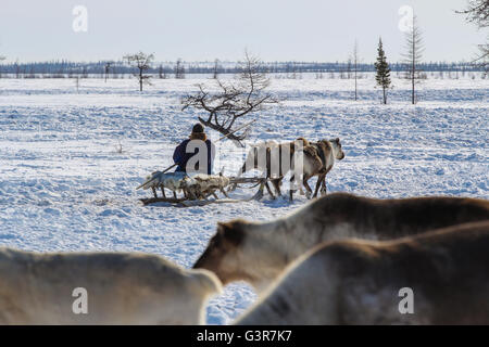 Nenzen Herder reitet auf Schlitten. Die Jamal-Halbinsel. Stockfoto