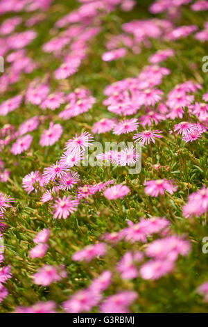 Viele Abb. Ringelblumen mit langen, dünnen rosa Blütenblätter schoss mit einer geringen Schärfentiefe für eine künstlerische Unschärfe im Vordergrund ein Stockfoto