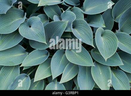 Hosta Halcyon Blätter Muster Stockfoto