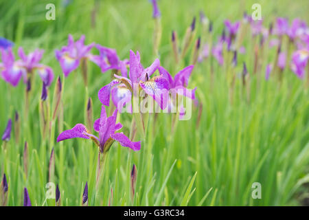 Iris Sibirica 'Sparkling Rose' Blumen Stockfoto