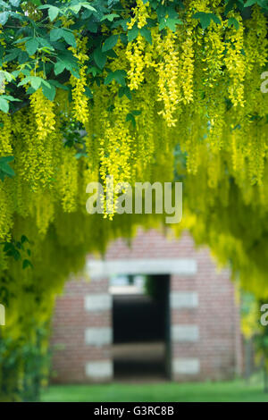 X watereri Goldregen 'Vossii'. Goldregen Torbogen am Broughton Grange, Banbury, Oxfordshire, England Stockfoto