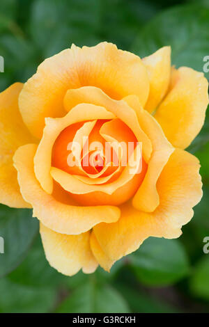 Rosa "Easy Going". Floribunda Rose "Easy Going" Stockfoto