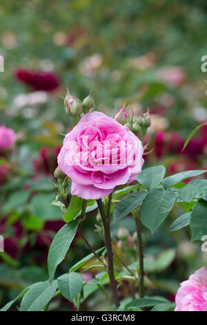 Rosa Gertrude Jekyll. Rosa Rosen, David Austin roses Stockfoto