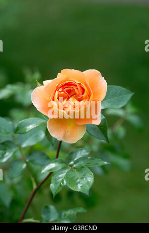 Rosa 'Pat Austin'. Rose Pat Austin Englisch / Ausmum. David Austin-rose Stockfoto