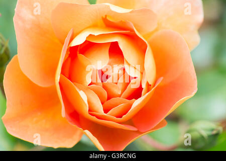 Rosa 'Pat Austin'. Rose Pat Austin Englisch / Ausmum. David Austin-rose Stockfoto