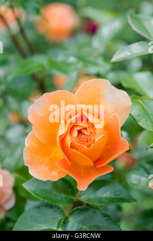 Rosa 'Pat Austin'. Rose Pat Austin Englisch / Ausmum. David Austin-rose Stockfoto