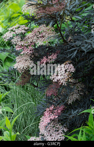 Sambucus Nigra F. Porphyrophylla Eva. Elder schwarz in Blüte in einem englischen Garten. UK Stockfoto