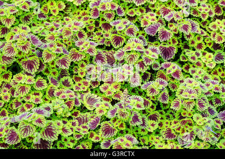 Exotische weinroten Blätter der Zierpflanze Name ist Plectranthus Scutellarioides oder gemalt Brennnessel in Thailand Stockfoto