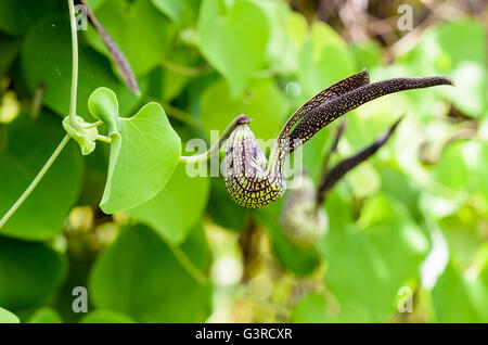 Exotische Blume grün gestreift schwarz geformt wie ein Huhn. Es ist eine Zierpflanze Name Aristolochia Ringens Vahl oder Holländer Stockfoto