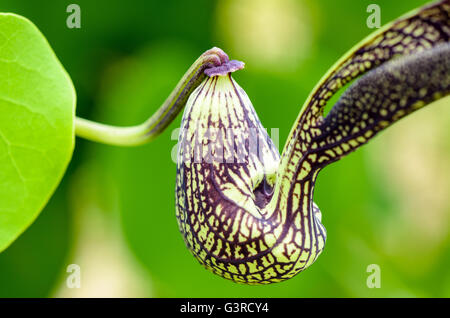 Close-up exotische grüne Blume gestreift schwarz geformt wie ein Huhn. Es ist eine Zierpflanze Name Aristolochia Ringens Vahl Stockfoto