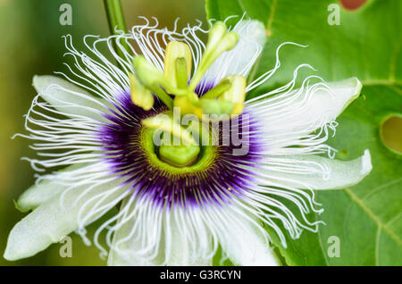 Exotisch schöne weiße und violette Fruchtblatt Blume der Passiflora Foetida oder wilde Maracuja Stockfoto