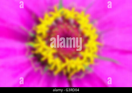 Verschwimmen Sie Makro Schuss schöne exotische gelbe Fruchtblatt auf rosa Blütenblätter Zinnia Elegans Blume für die bunte Natur Hintergrund. Stockfoto