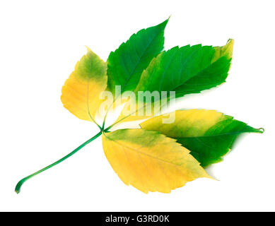 Multicolor Trauben Blatt (Parthenocissus Quinquefolia Laub). Isoliert auf weißem Hintergrund. Stockfoto