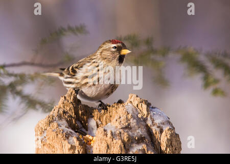 Gemeinsame Redpoll (Zuchtjahr Flammea) im Winter bei feeder Stockfoto