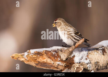 Gemeinsame Redpoll (Zuchtjahr Flammea) im Winter bei feeder Stockfoto