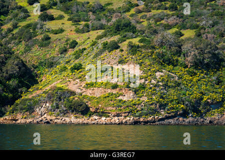 Giant Coreopsis auf der Insel Santa Cruz, Channel Islands Nationalpark, Kalifornien USA Stockfoto