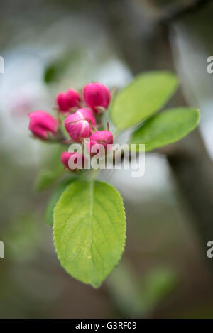 Nahaufnahme des Frühlings Apfelblüte. Blumen von verschiedensten kultiviert. Stockfoto