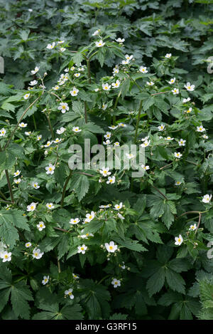 Ranunculus Aconitifolium mit kleinen weißen Blüten über dunkelgrünem Laub im Frühsommer. Stockfoto