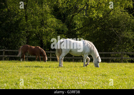 Zwei kleine Ponys Weiden in einem Feld auf einem angenehmen Sommerabend. Stockfoto