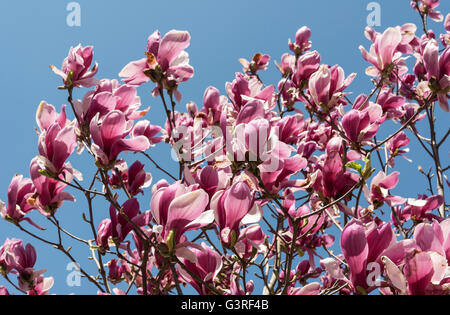 Japanische Magnolien blühen, Kiso-Tal, Japan Stockfoto