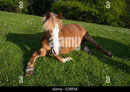 Kastanien-Pony liegend in einem Feld an einem Sommerabend. Stockfoto