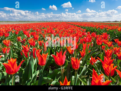 Tulpen. Schöne bunte rote Blumen am Morgen im Frühling, lebendige Blumenkarte, Blumenfelder in Niederlande Stockfoto