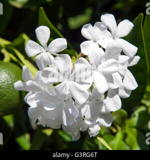 weiße Plumbago Auriculata Klg, weithin bekannt als Plumbago Capensis. Andere allgemeinen Namen: Cape Plumbago, Kap Leadwort und Blue P Stockfoto