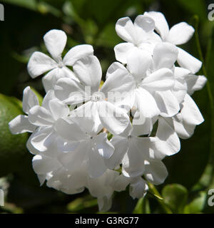 weiße Plumbago Auriculata Klg, weithin bekannt als Plumbago Capensis. Andere allgemeinen Namen: Cape Plumbago, Kap Leadwort und Blue P Stockfoto