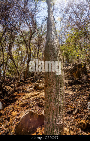 Ceiba Speciosa Seide Zahnseide Baum - Chorizia Speciosa - Paineira, Chapada Diamantina, Bahia, Brasilien Stockfoto