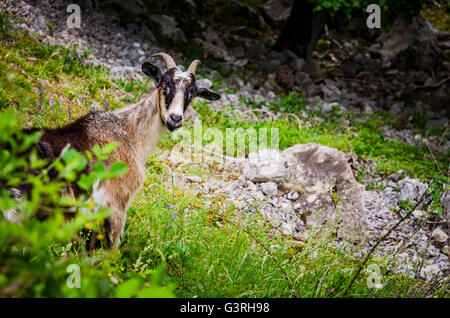 Ziege auf The kümmert sich Trail, Ruta del kümmert, gehört zu den beliebtesten Trekking-Pfaden in den Picos de Europa Stockfoto