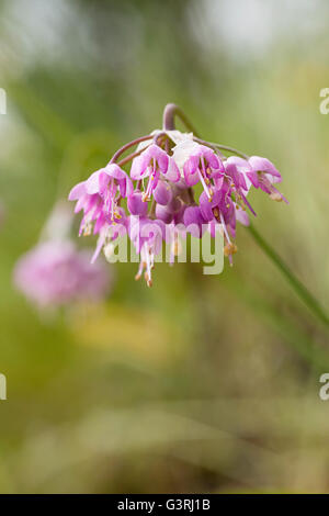 Wildblumen wachsen im Wald der Sattel Mountain State Park, Oregon Küste gefunden Stockfoto