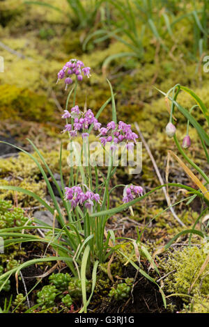 Wildblumen wachsen im Wald der Sattel Mountain State Park, Oregon Küste gefunden Stockfoto