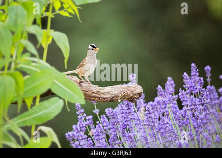 Weiß gekrönt Spatzen im Garten Stockfoto