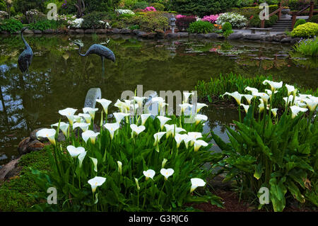 Spring Beauty Calla Lilien in voller Blüte im Shore Acres State Park Botanical Garden im Süden Oregons Küste. Stockfoto