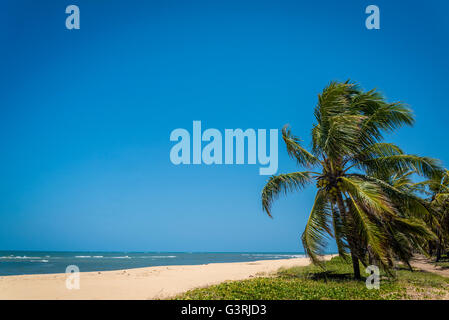 Alagoas Gunga Strand, Maceio, Brasilien Stockfoto