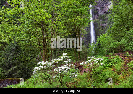 Frühling blühen Rhododendren am Fuße des Oregons höchste Wasserfall, Multnomah Falls in der Columbia River Gorge. Stockfoto