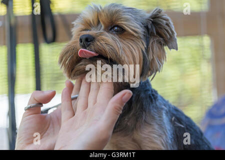 Yorkshire Terrier steckt seine Zunge in der Groomer. Groomer unterstützt den Kopf des Hundes. Stockfoto