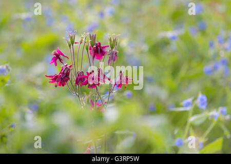 Dunkle rote Aquilegia Blumen in einen Bauerngarten in Wales. Stockfoto