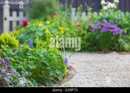 Blaue Geranie Blumen in einen Bauerngarten in Wales. Stockfoto