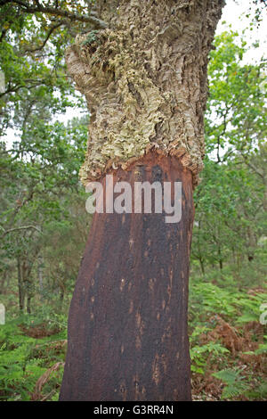 Kork-Eiche Quercus Suber mit unteren Abschnitt Rinde entfernt Südfrankreich Stockfoto
