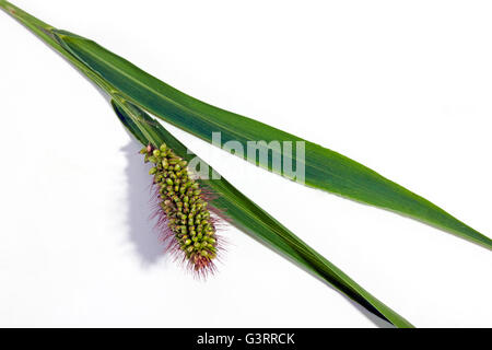 Nahaufnahme der Studioaufnahme von grünem Rasen mit Ohr grüne Hirse Samen auf weißem Hintergrund Stockfoto