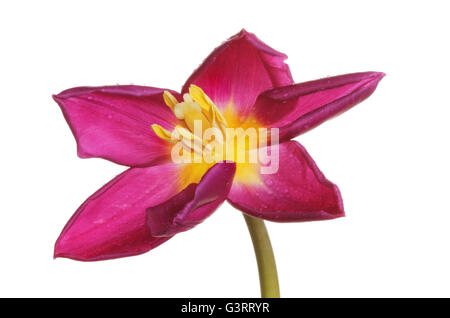 Öffnen Sie lila und gelbe Tulpe Blume mit Wassertropfen isoliert gegen weiß Stockfoto