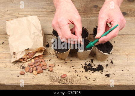 Hände, die Saubohne Saat in Biodegrabable Töpfe auf einem Pottingbank Stockfoto