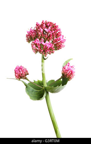 Roter Baldrian, Centranthus Ruber, Blumen und Laub isoliert gegen weiß Stockfoto