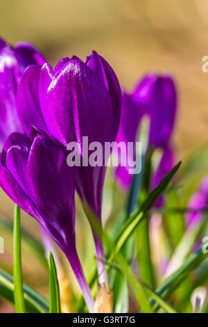 Krokusblüten in Morgensonne Stockfoto